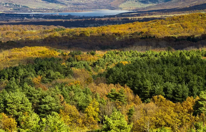 El sector forestal y de la bioenergía reclama el aprovechamiento de la biomasa de los montes