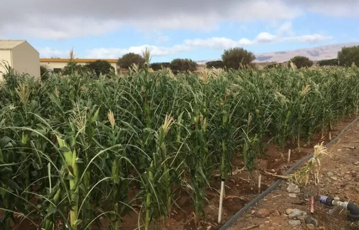 Canarias investiga la mejora de suelos agrícolas degradados con carbón vegetal