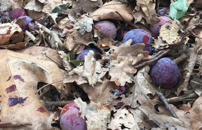 Un estudio confirma la capacidad de la hojarasca para proteger a los suelos de la contaminación por cobre
