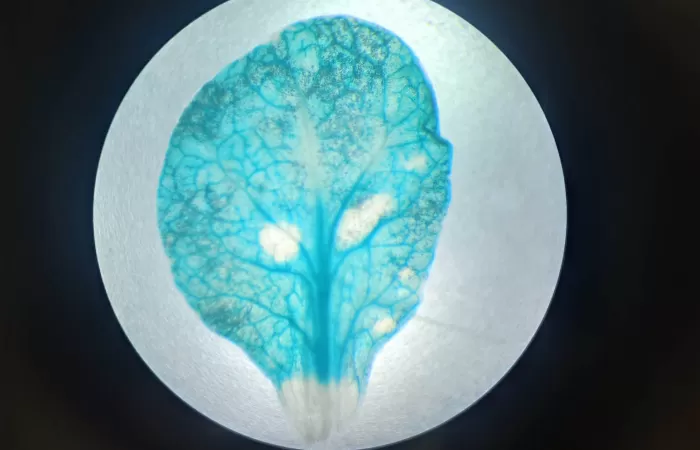 Plásticos naturales de la planta del tabaco