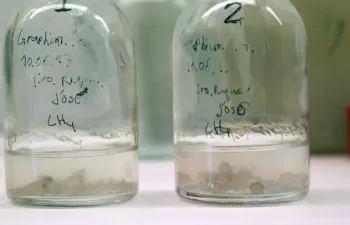 Demuestran por primera vez la capacidad de un hongo para degradar metano