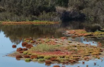 La Junta de Andalucía actúa en 347 cauces con una inversión de 7,7 millones de euros durante 2016-2017