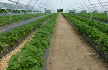 Una tesis doctoral revela nuevas estrategias para el control del agua y la fertilización en los cultivos de invernadero