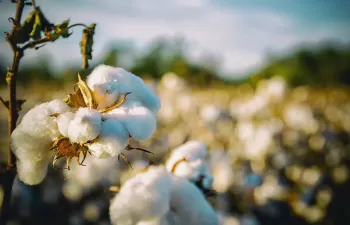 El U.S. Cotton Trust Protocol abre su registro a marcas para que se abastezcan de algodón más sostenible