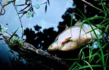 Europa lanza una consulta pública sobre la Directiva de delitos ambientales