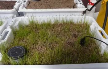 Residuos agrícolas para eliminar restos de fármacos en aguas residuales