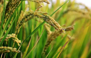 Acuerdo para la gestión de la paja del arroz bajo el modelo de economía circular en Mercavalencia