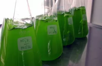 Confirman la capacidad de las microalgas para depurar biogás y obtener biometano
