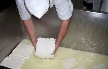 Investigadores logran producir biocombustible con suero de queso