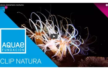 Fundación Aquae celebra el aniversario de Clips Natura, proyecto de micro-documentales sobre la Naturaleza