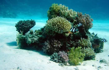 Hallan las primeras pruebas de que la fauna del fondo marino está ingiriendo microplásticos