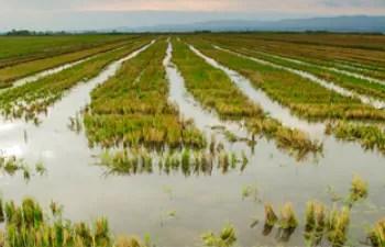 El IRTA coordina un proyecto sobre las medidas para evitar la desaparición del Delta del Ebro por el cambio climático