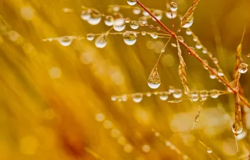 La inversión en servicios climáticos para la agricultura y la seguridad alimentaria compensan su coste