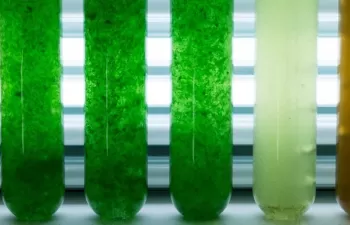 NEIKER desarrolla nuevos fertilizantes con microalgas producidas a partir de salmueras