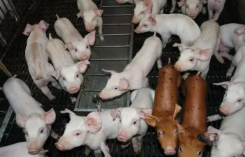 A consulta pública el nuevo decreto de gestión de las deyecciones ganaderas de Cataluña