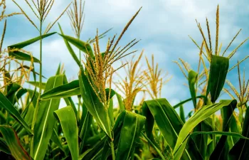 Nuevo contrato para Incatema en Angola para el fomento de alianzas público-privadas en el sector agrícola