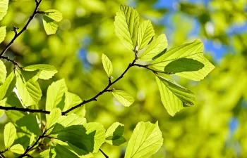 El Grupo Español para el Crecimiento Verde celebra el nacimiento de la Plataforma Española de Acción Climática