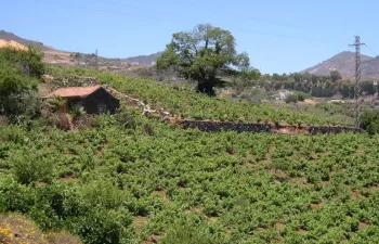 Reutilización de agua para su uso agrícola en países en vías de desarrollo