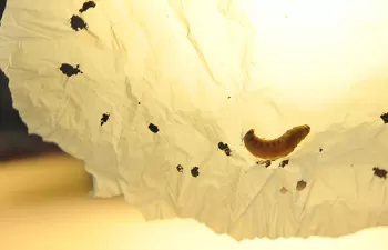 Una larva de gusano podría ayudar en el desarrollo de una solución para transformar los plásticos