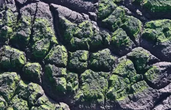 Gasificación, una tecnología prometedora para la valorización energética de fangos de depuradora