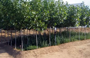Plantaciones forestales como filtros para eliminar fármacos y estimulantes en aguas residuales
