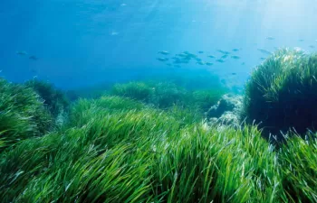 A consulta pública los Programas de Medidas de las Estrategias Marinas