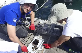 Desarrollan un nuevo índice para cuantificar la contaminación en los puertos deportivos