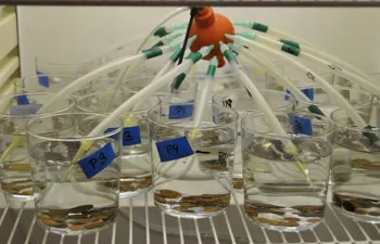 Los fungicidas y los antidepresivos que llegan a los ríos alteran algunos organismos acuáticos