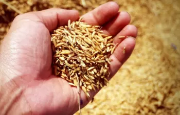 Premiado un trabajo de la Universidad de Córdoba para descontaminar ciudades con residuos de cáscaras de arroz