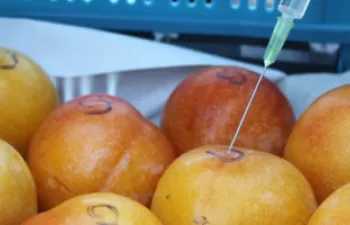 OXYION, un nuevo sistema de higienización de frutas y hortalizas que no genera residuos químicos