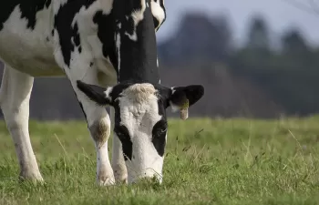 Las emisiones de metano del ganado vacuno lechero podrían reducirse un 20%