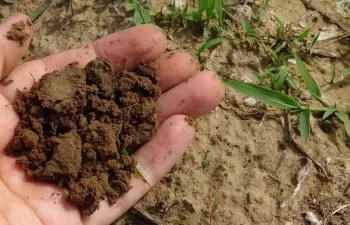 La genética revela el origen del compost