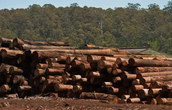 \"Fomentar la industria de la madera es fundamental para seguir desarrollando energías renovables\"