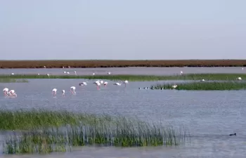 Europa da un ultimátum a España por la mala gestión del acuífero de Doñana