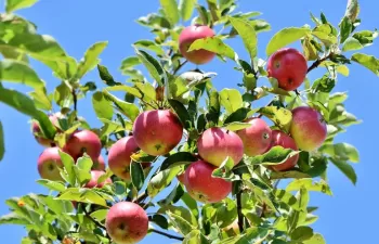 Compostaje y energía a partir de una gestión eficiente de los purines y renovación de plantaciones frutales