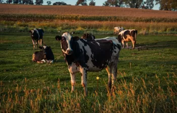 Medidas para reducir el metano emitido por el ganado: ¿cuáles son efectivas y cuáles no?