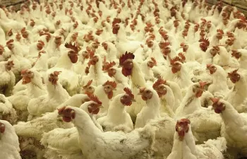 Nuevos usos para residuos de las industrias avícola y del vino