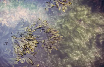 ¿Las algas marinas son la solución para obtener biocarburantes sostenibles?