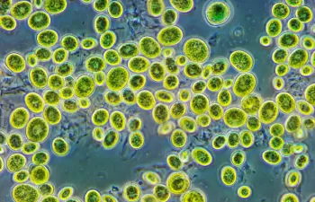 Las algas del suelo contribuyen a combatir el cambio climático