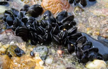 Demuestran el descenso en la concentración de los metales pesados más tóxicos en la costa valenciana