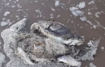 La basura marina, trampa mortal para cientos de tortugas marinas