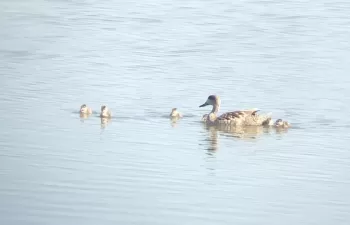 La recuperación de los humedales de Alcázar con agua regenerada, un éxito para la biodiversidad