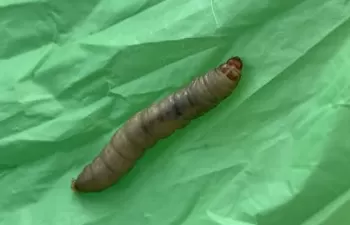 Galleria mellonella, el gusano que degrada plástico en 40 minutos