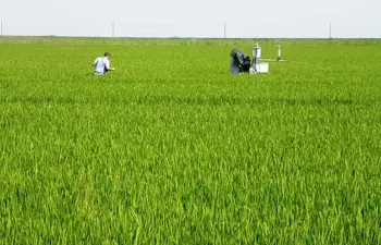 ¿Es posible un uso más sostenible del agua en el cultivo de arroz?