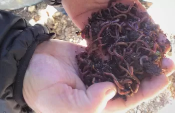 Técnicos al servicio de Sogama imparten en Narón cursos de vermicompostaje y compostaje doméstico