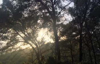 La gestión forestal ecohidrológica mejora la adaptación de los bosques mediterráneos al cambio climático