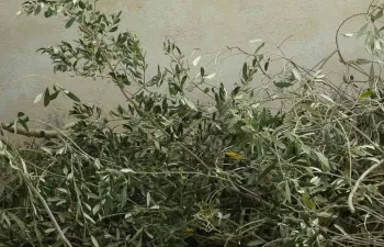 Un proyecto de la UBU valorizará los residuos de industrias alimentarias de interés para Castilla y León