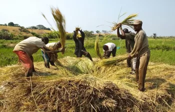 La agricultura sostenible puede mitigar el cambio climático y la migración involuntaria