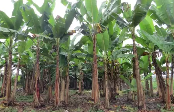 Los residuos del cultivo de plátano en Ecuador podrían cubrir el 10% de su demanda de bioetanol