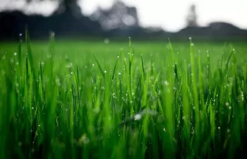 SUEZ invierte en Smart Agriculture entrando en el accionariado de Wise Irrisystem